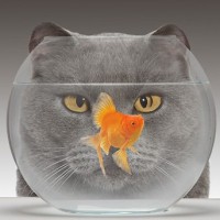 Living in a Fishbowl of Big Data: Insights for CA Research